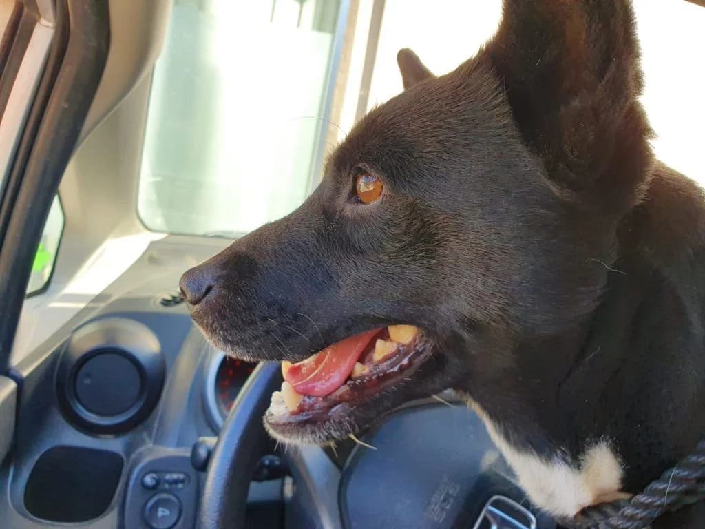 Blackie, i Tsakalina (Blackie, η Τσακαλίνα), Mixed Breed for adoption at Samos Animals — Φιλοζωικό Σωματείο Σάμου, Samos