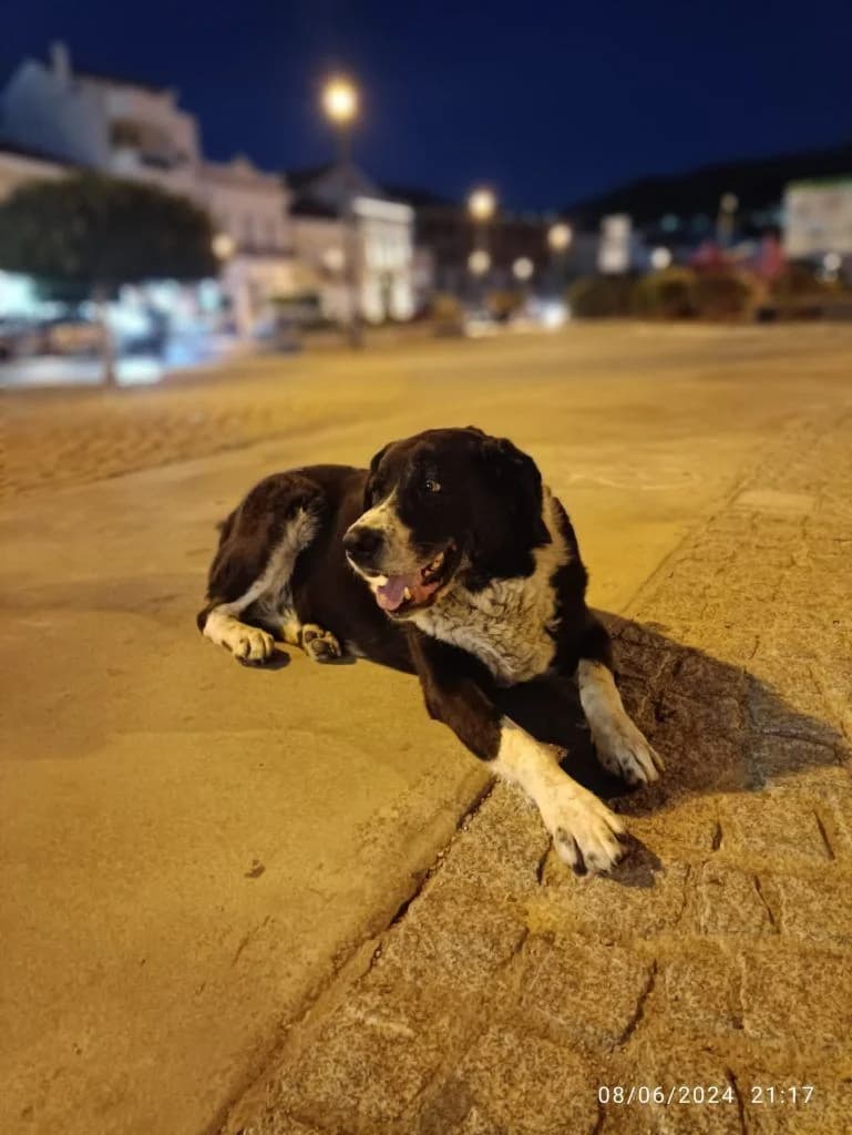 Chenri i allios Andreas (Χένρι ή αλλιώς Ανδρέας), Mixed Breed for adoption at Samos Animals — Φιλοζωικό Σωματείο Σάμου, Samos