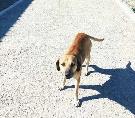 Scooby, Mixed Breed for adoption at Samos Animals — Φιλοζωικό Σωματείο Σάμου, Samos