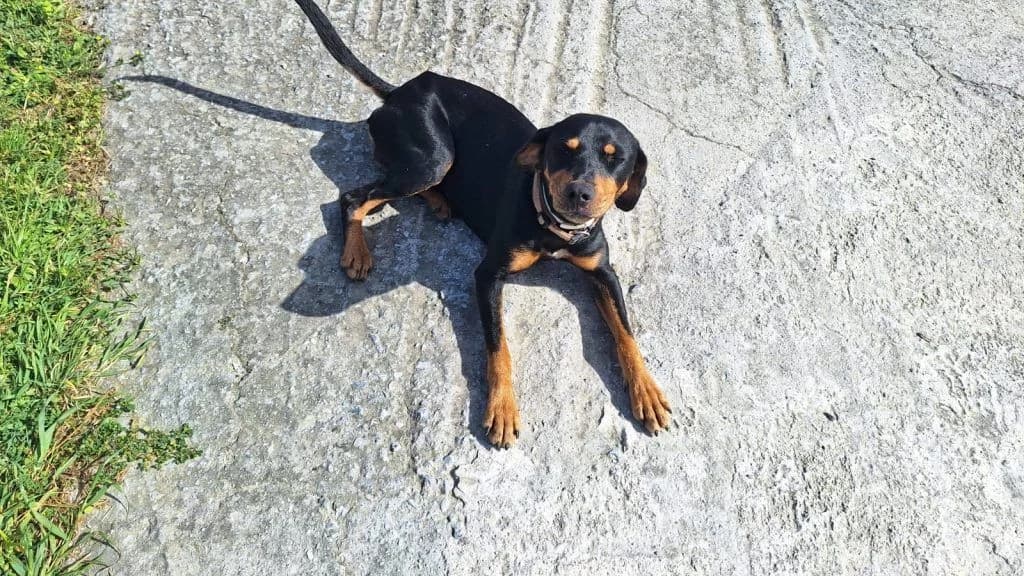 Seri, o paichnidiaris (Σερί, ο παιχνιδιάρης), Mixed Breed for adoption at Samos Animals — Φιλοζωικό Σωματείο Σάμου, Samos