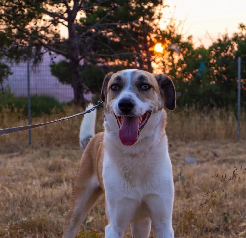 Tolis, O omorfos toy katafygioy (Τόλης, Ο όμορφος του καταφυγίου),  Mixed Breed for adoption at Samos Animals — Φιλοζωικό Σωματείο Σάμου, Samos
