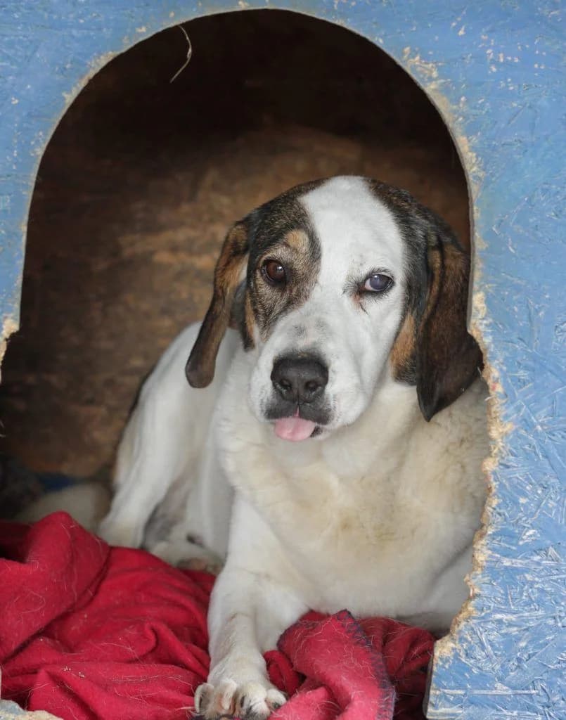 Tzak, o Peiratis (Τζακ, ο Πειρατής),  Mixed Breed for adoption at Samos Animals — Φιλοζωικό Σωματείο Σάμου, Samos