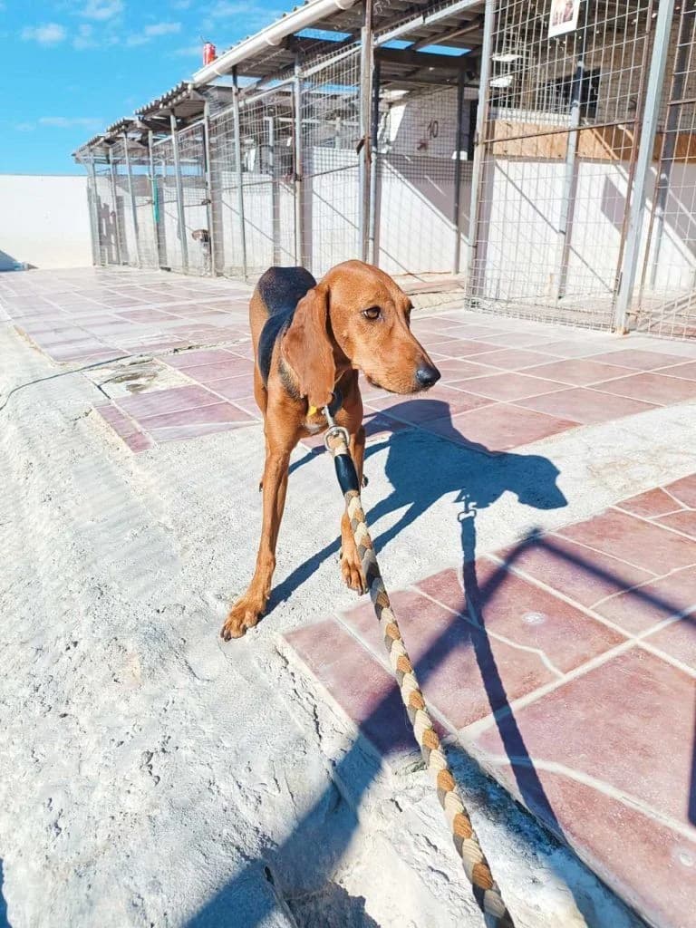 Ayra, i synestalmeni (Αύρα, η συνεσταλμένη), Mixed Breed for adoption at Samos Animals — Φιλοζωικό Σωματείο Σάμου, Samos