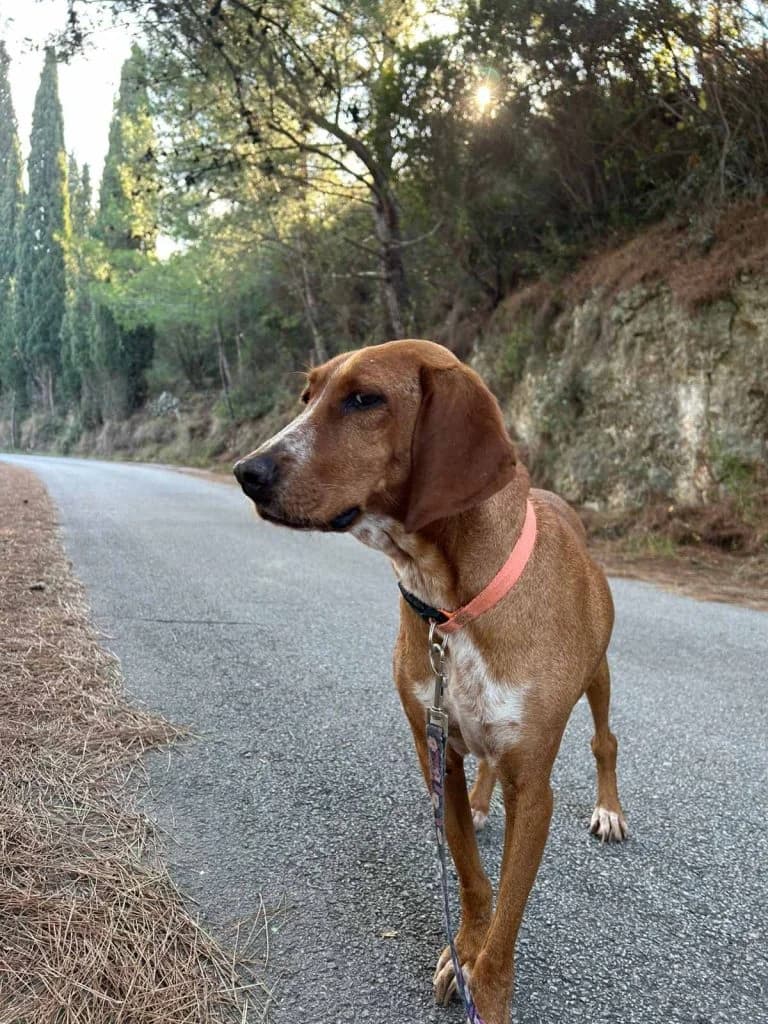 Mirza, i glykoyla (Μίρζα, η γλυκούλα), Mixed Breed for adoption at Samos Animals — Φιλοζωικό Σωματείο Σάμου, Samos