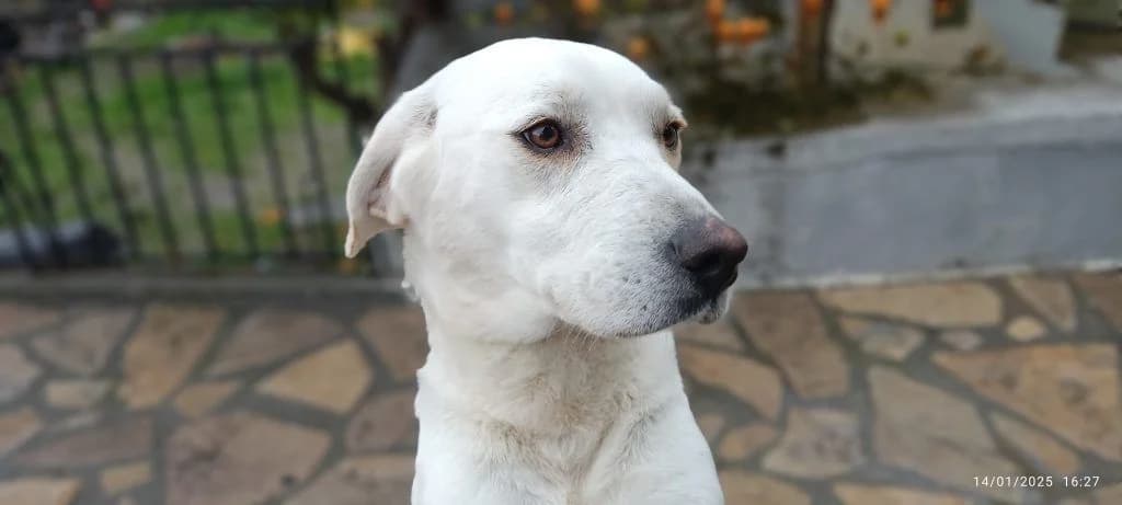 Ntalia, i panemorfi (Ντάλια, η πανέμορφη),  Mixed Breed for adoption at Samos Animals — Φιλοζωικό Σωματείο Σάμου, Samos