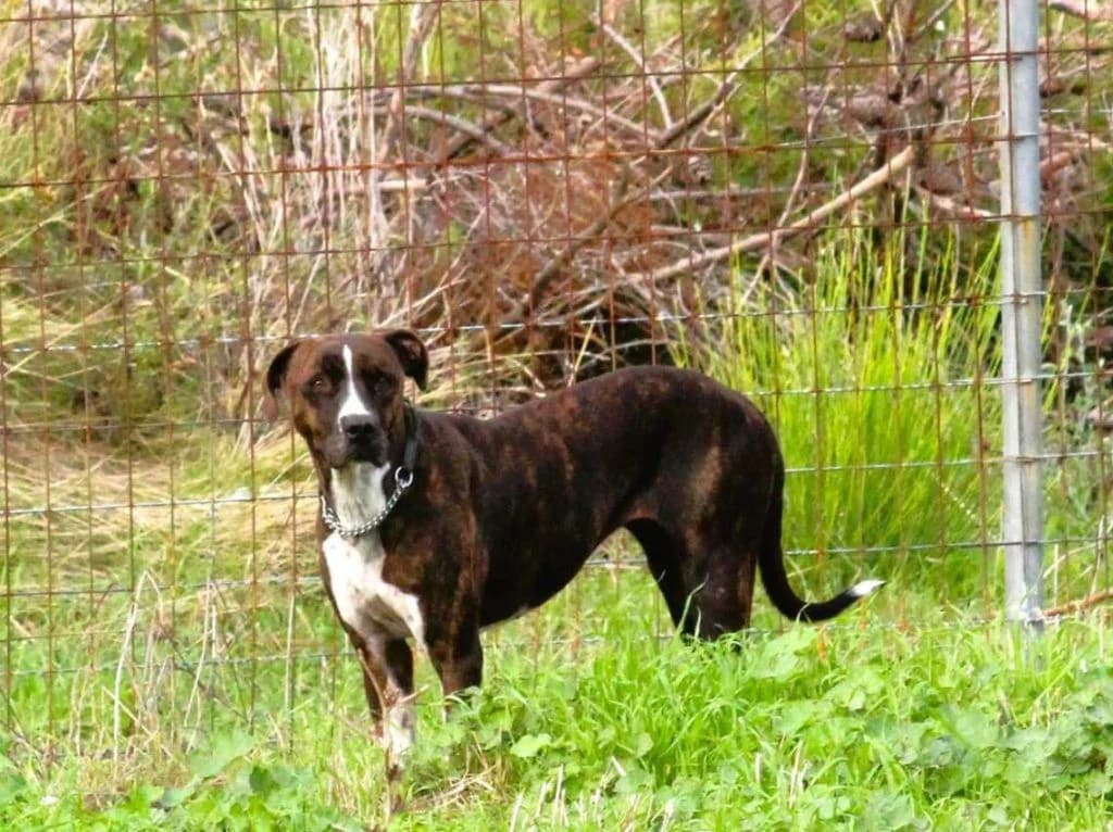 Tzilnta (Τζίλντα),  Mixed Breed for adoption at Samos Animals — Φιλοζωικό Σωματείο Σάμου, Samos