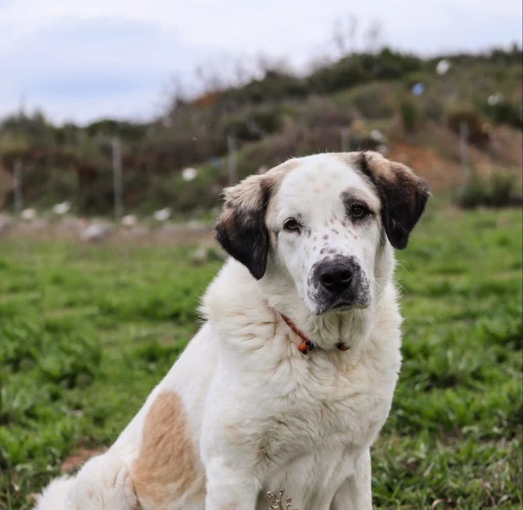 Mini, i machitria (Μίνι, η μαχήτρια),  Mixed Breed for adoption at Samos Animals — Φιλοζωικό Σωματείο Σάμου, Samos