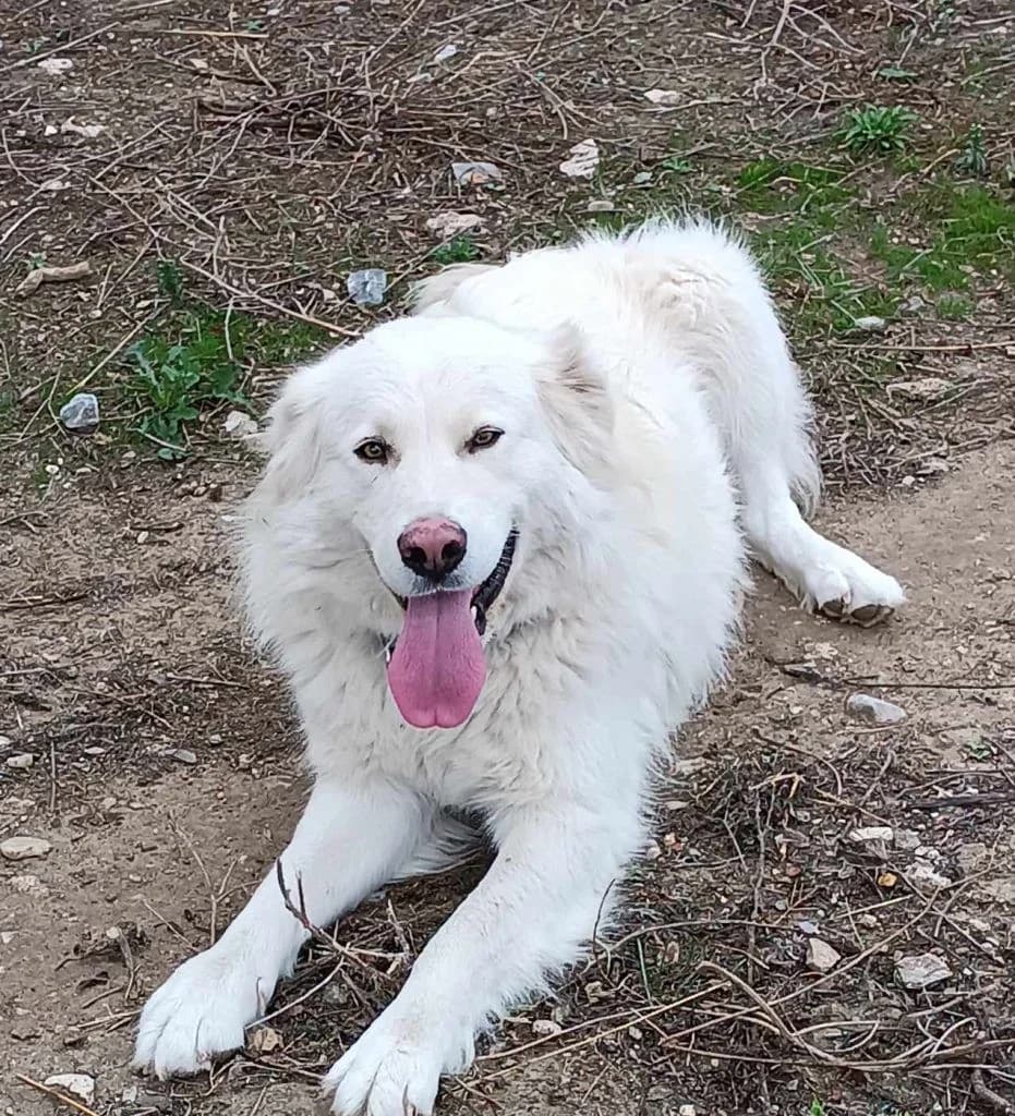 Rex, o perifanos (Ρεξ, ο περήφανος),  Mixed Breed for adoption at Samos Animals — Φιλοζωικό Σωματείο Σάμου, Samos