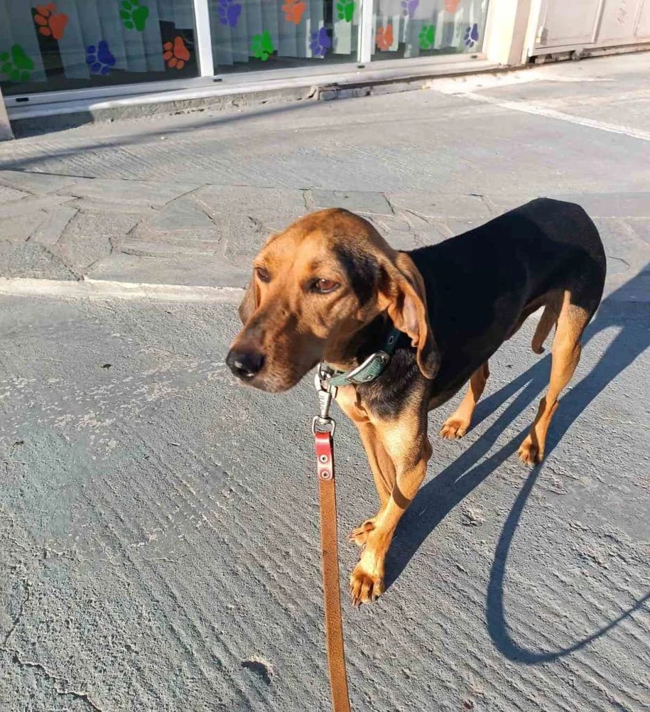 Lakis, to adespoto tis Ampeloy (Λάκης, το αδέσποτο της Αμπέλου),  Mixed Breed for adoption at Samos Animals — Φιλοζωικό Σωματείο Σάμου, Samos