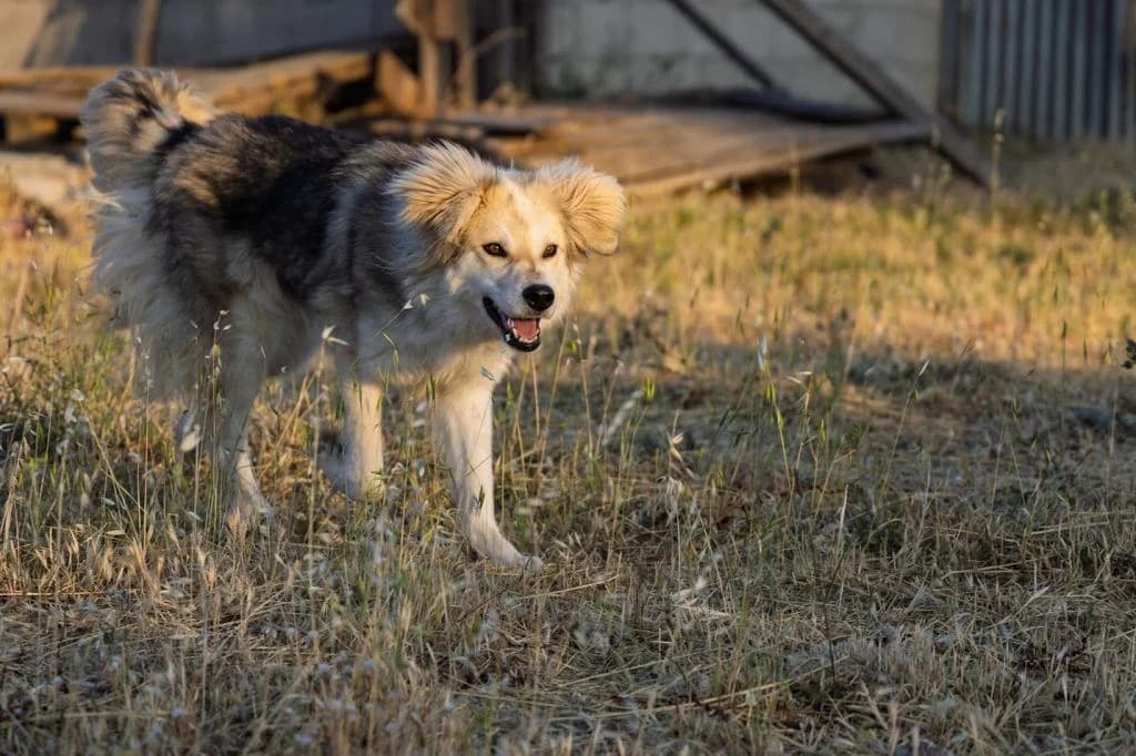 Soyzi, i glykia kinezoyla (Σούζι, η γλυκιά κινεζούλα), Mixed Breed for adoption at Samos Animals — Φιλοζωικό Σωματείο Σάμου, Samos