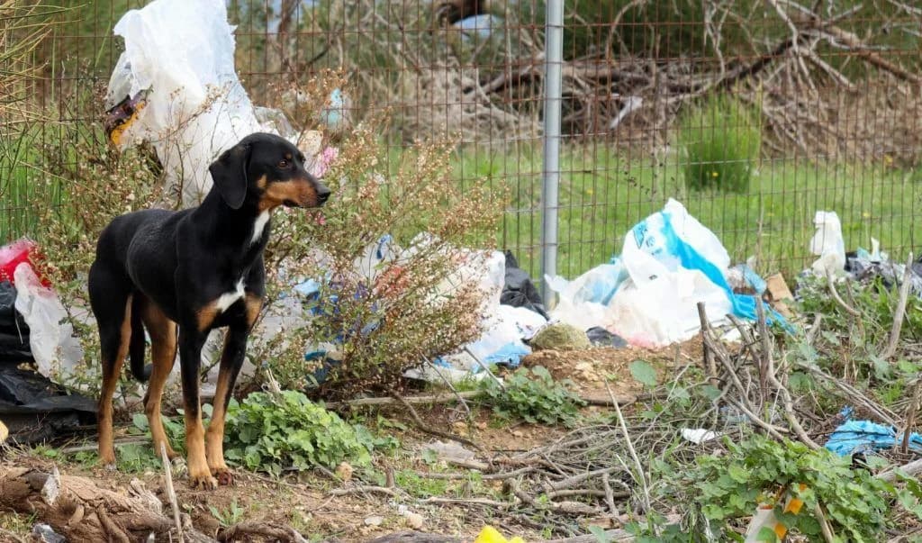 Koyla (Κούλα), Mixed Breed for adoption at Samos Animals — Φιλοζωικό Σωματείο Σάμου, Samos