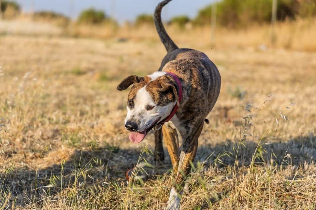 Paraskeyas (i Basti) (Παρασκευάς (ή Basti)),  Mixed Breed for adoption at Samos Animals — Φιλοζωικό Σωματείο Σάμου, Samos