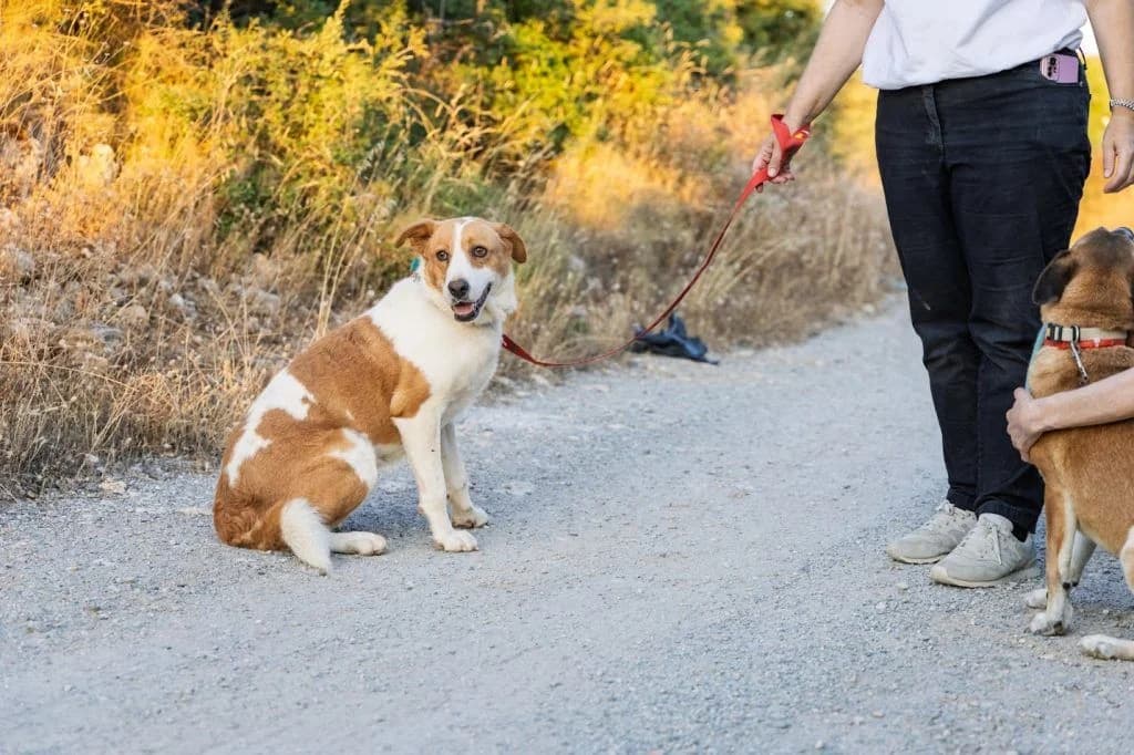 I Chara mas (Η Χαρά μας), Mixed Breed for adoption at Samos Animals — Φιλοζωικό Σωματείο Σάμου, Samos