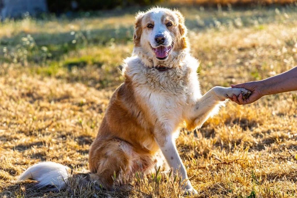 Άris, o archontas (Άρης, ο άρχοντας),  Mixed Breed for adoption at Samos Animals — Φιλοζωικό Σωματείο Σάμου, Samos