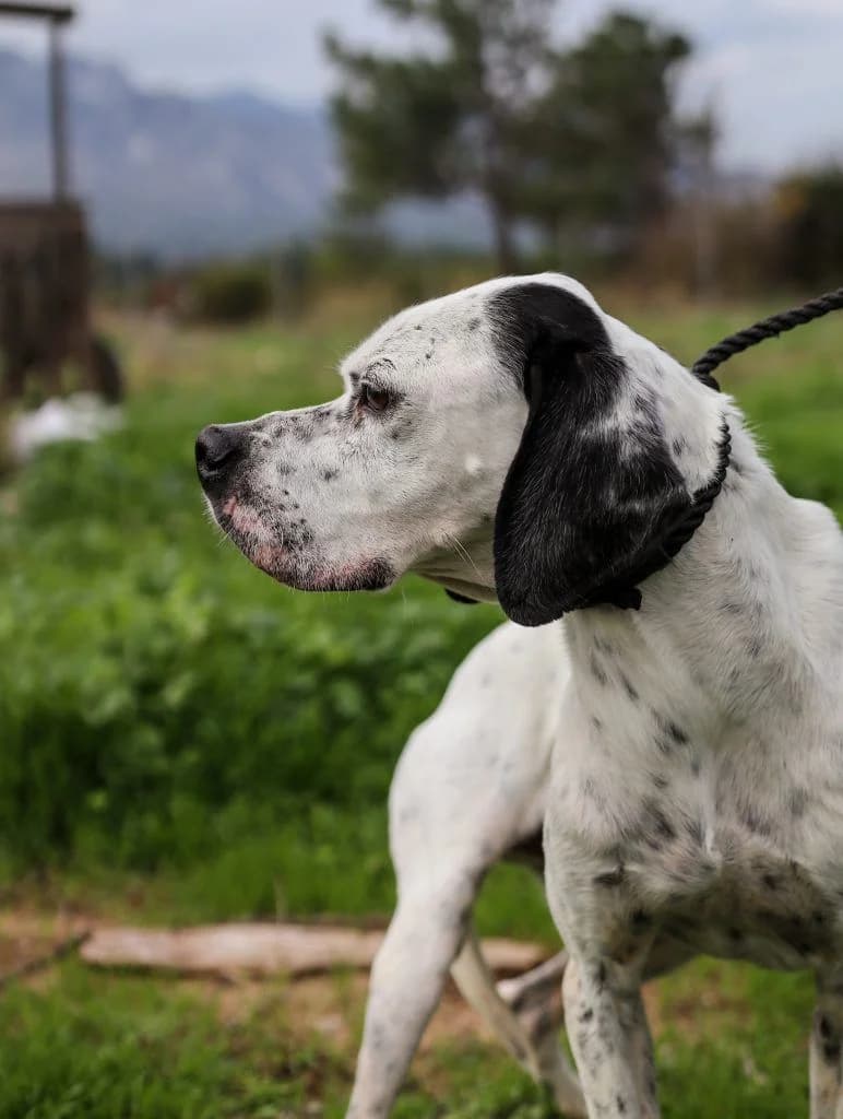 Roky, “to aeroplano” (Ρόκυ, “το αεροπλάνο”),  Mixed Breed for adoption at Samos Animals — Φιλοζωικό Σωματείο Σάμου, Samos