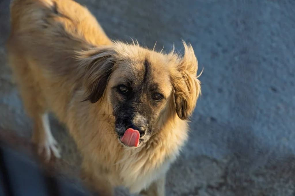 Provataki (Προβατάκι),  Mixed Breed for adoption at Samos Animals — Φιλοζωικό Σωματείο Σάμου, Samos