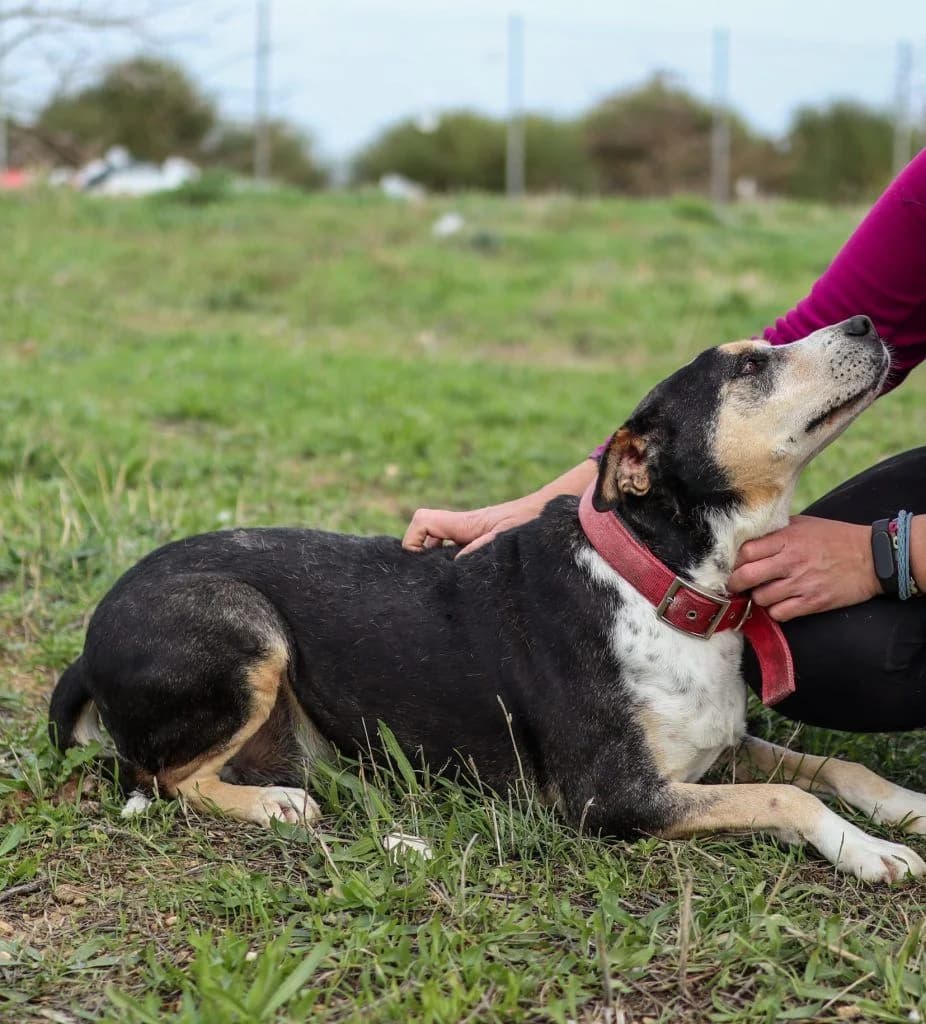 Ermis (Ερμής), Mixed Breed for adoption at Samos Animals — Φιλοζωικό Σωματείο Σάμου, Samos