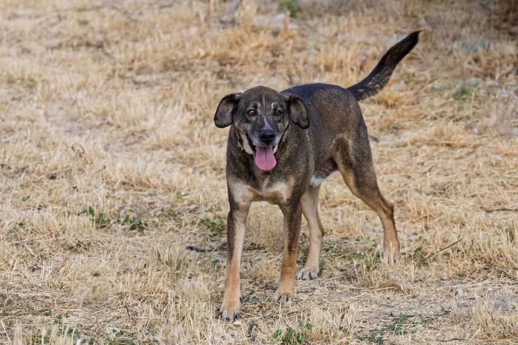 Moris – o skylos me ti megali kardia (Μόρις – ο σκύλος με τη μεγάλη καρδιά), Mixed Breed for adoption at Samos Animals — Φιλοζωικό Σωματείο Σάμου, Samos