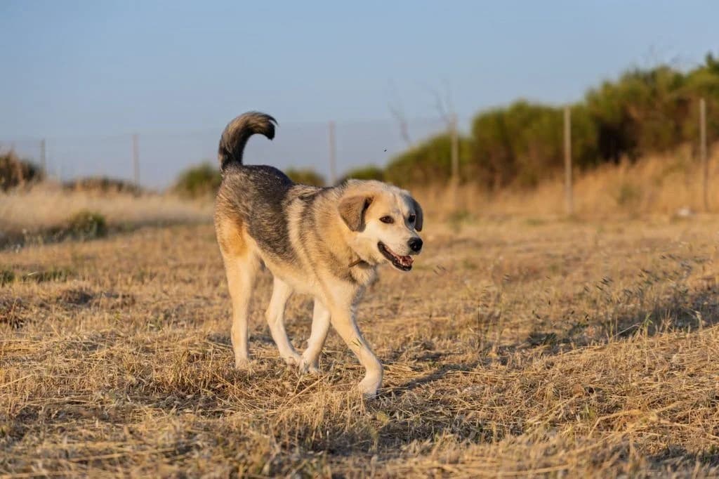 Tery, to asteri (Τέρυ, το αστέρι),  Mixed Breed for adoption at Samos Animals — Φιλοζωικό Σωματείο Σάμου, Samos