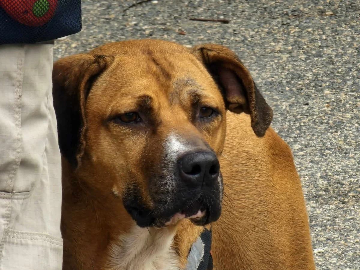Lisa, female senior mixed breed for adoption at Save a Greek Stray, Metsovo