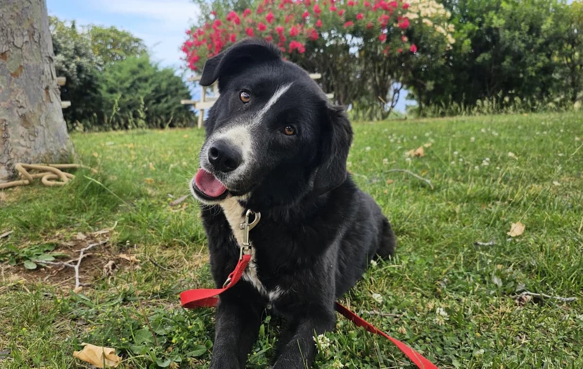 Burger, Mixed Breed (Save a Greek Stray)