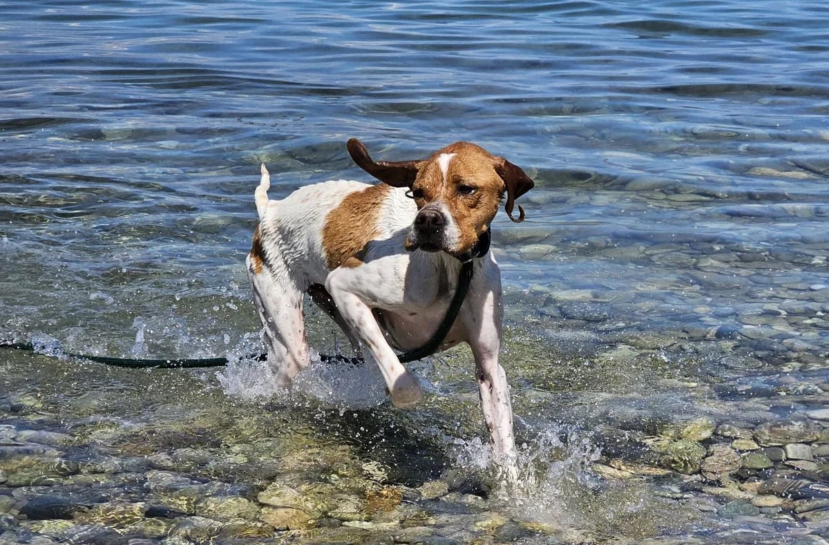 Lemon, male 5yo Pointer for adoption at Save a Greek Stray, Metsovo
