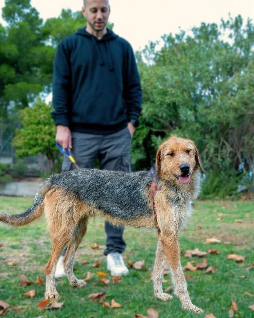 Willie, Mixed Breed (Save a Greek Stray)