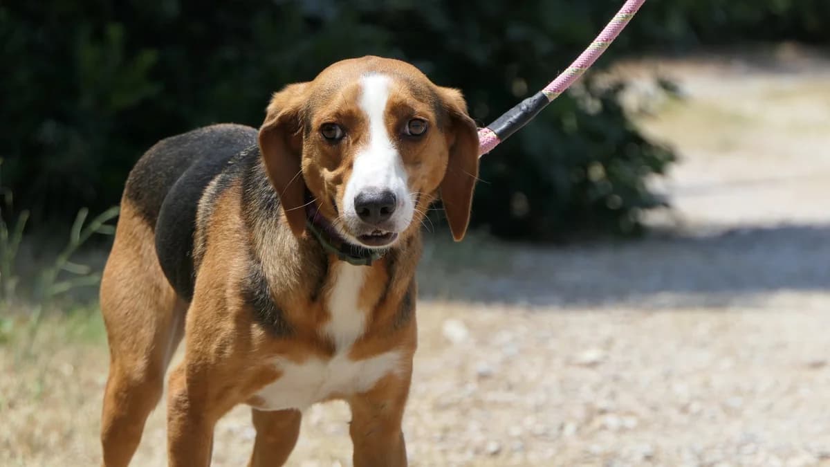 Myrto, female Mixed Breed for adoption at Save a Greek Stray, Metsovo