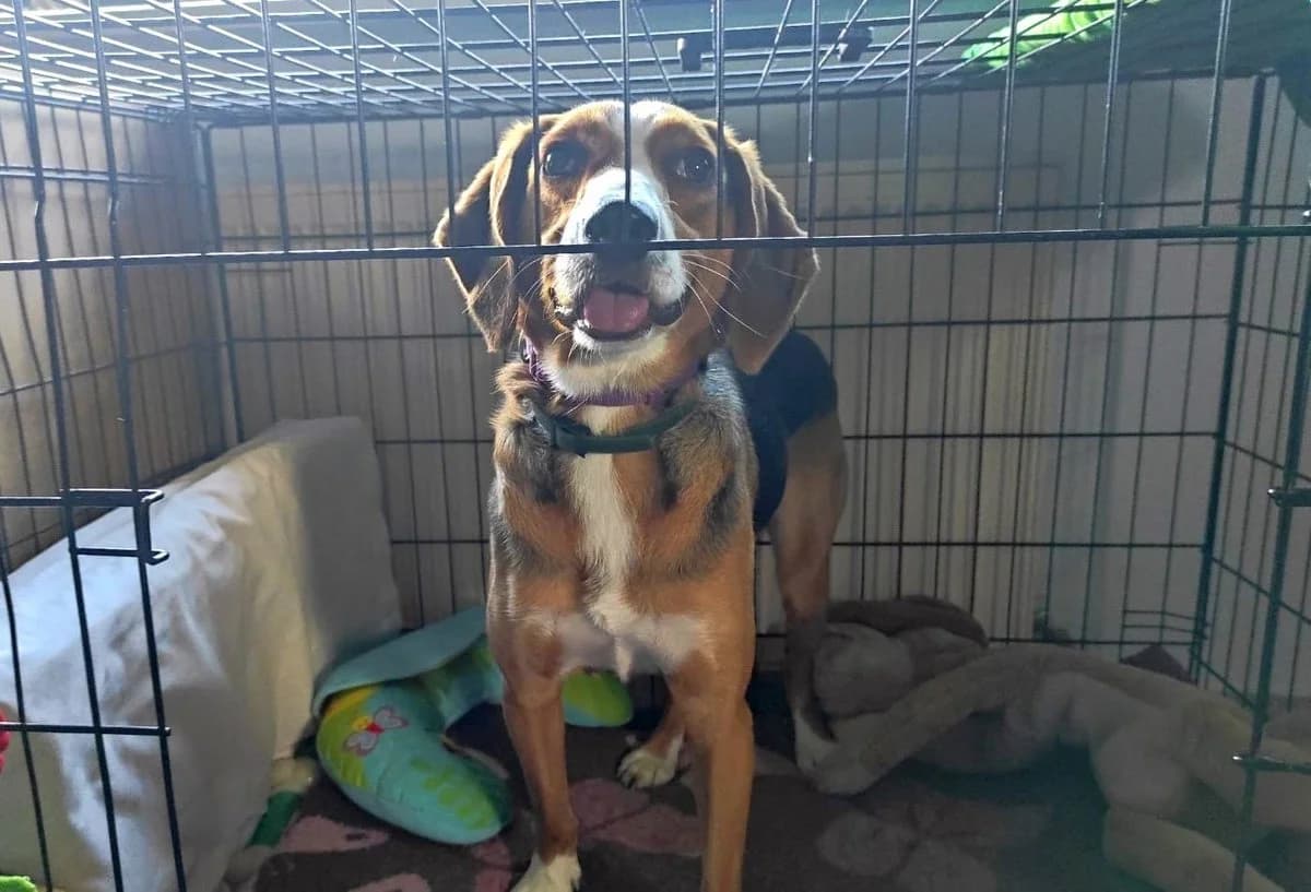 Myrto, female Mixed Breed for adoption at Save a Greek Stray, Metsovo — photo 3 of 59