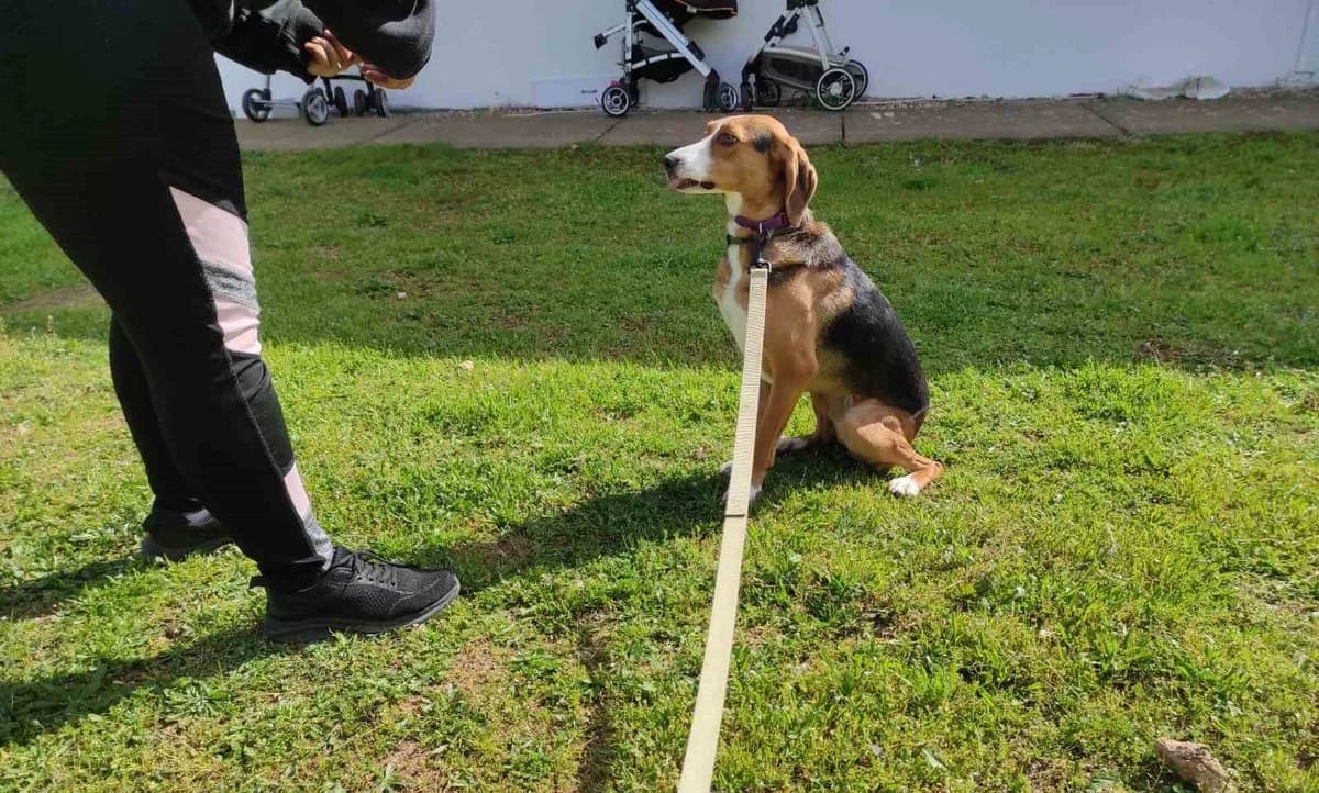 Myrto, female Mixed Breed for adoption at Save a Greek Stray, Metsovo — photo 4 of 59