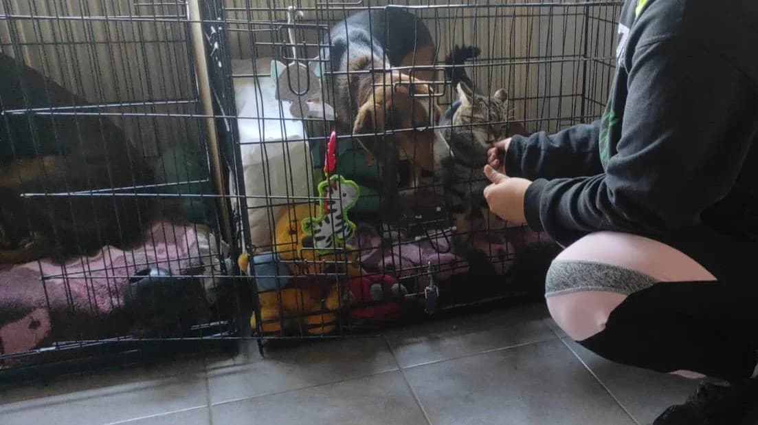 Myrto, female Mixed Breed for adoption at Save a Greek Stray, Metsovo — photo 5 of 59