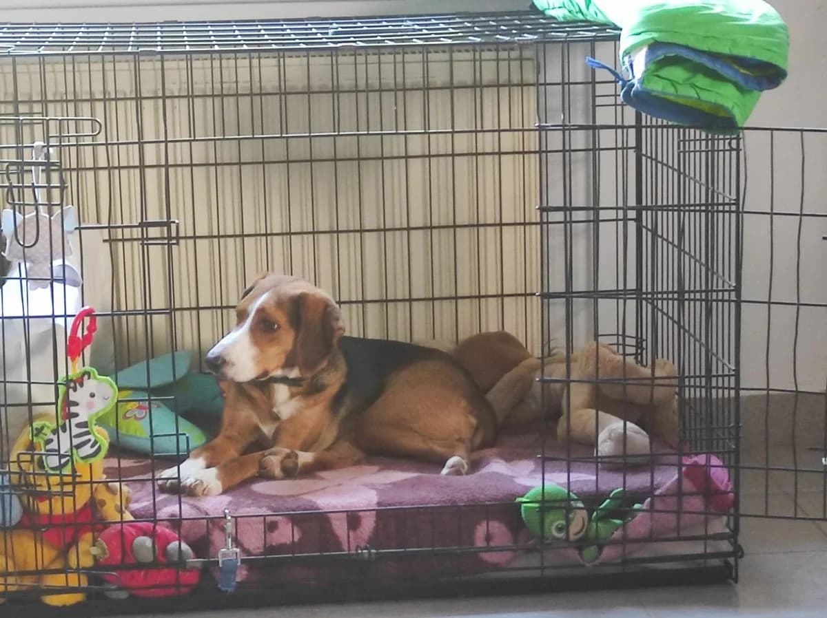 Myrto, female Mixed Breed for adoption at Save a Greek Stray, Metsovo — photo 6 of 59