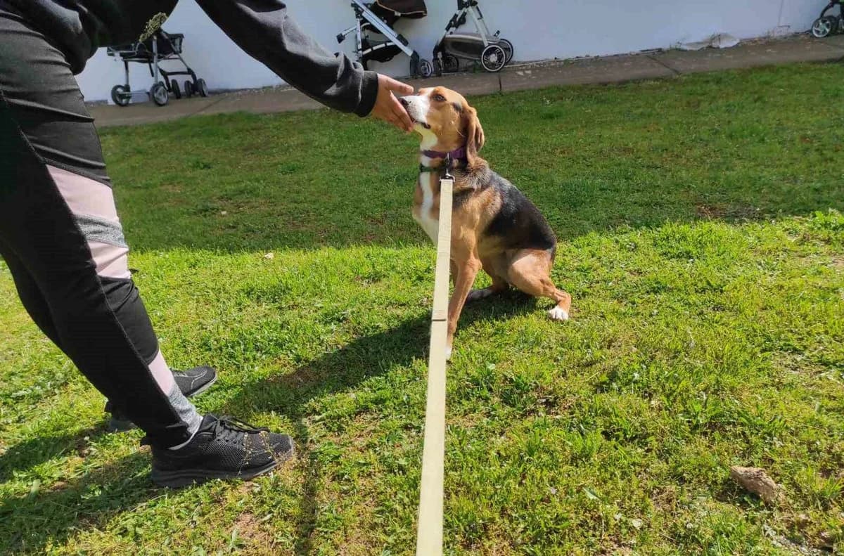 Myrto, female Mixed Breed for adoption at Save a Greek Stray, Metsovo — photo 7 of 59
