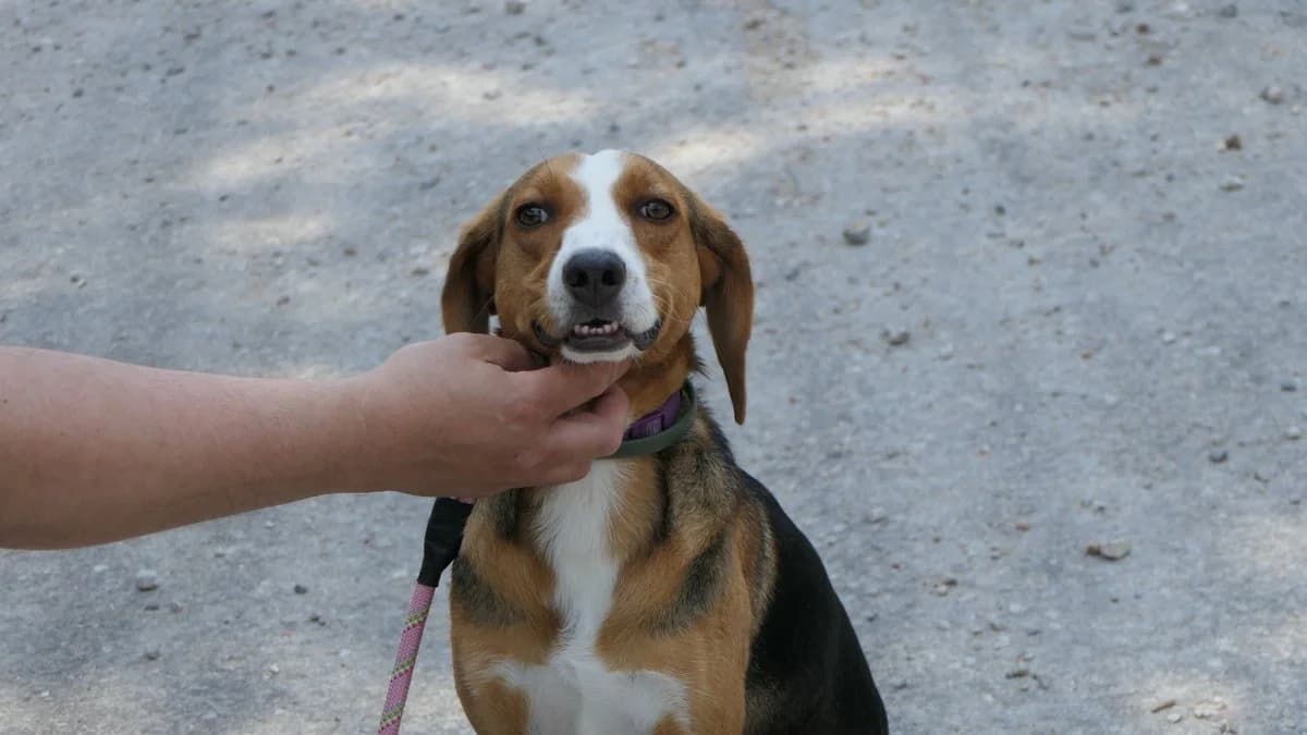 Myrto, female Mixed Breed for adoption at Save a Greek Stray, Metsovo — photo 8 of 59