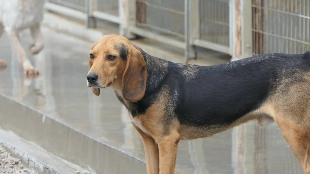 Dominic, male Mixed Breed for adoption at Save a Greek Stray, Metsovo — photo 2 of 28