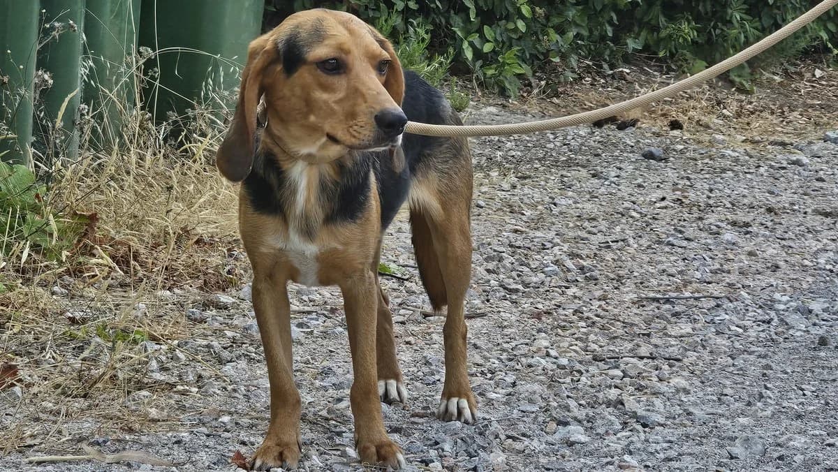 Dominic, male Mixed Breed for adoption at Save a Greek Stray, Metsovo — photo 3 of 28