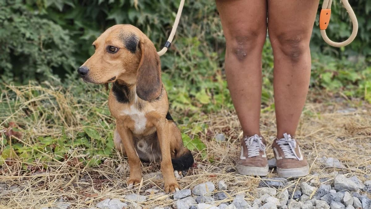 Dominic, male Mixed Breed for adoption at Save a Greek Stray, Metsovo — photo 4 of 28