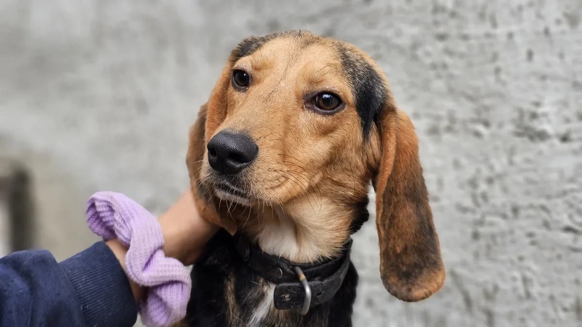 Dominic, male Mixed Breed for adoption at Save a Greek Stray, Metsovo — photo 5 of 28