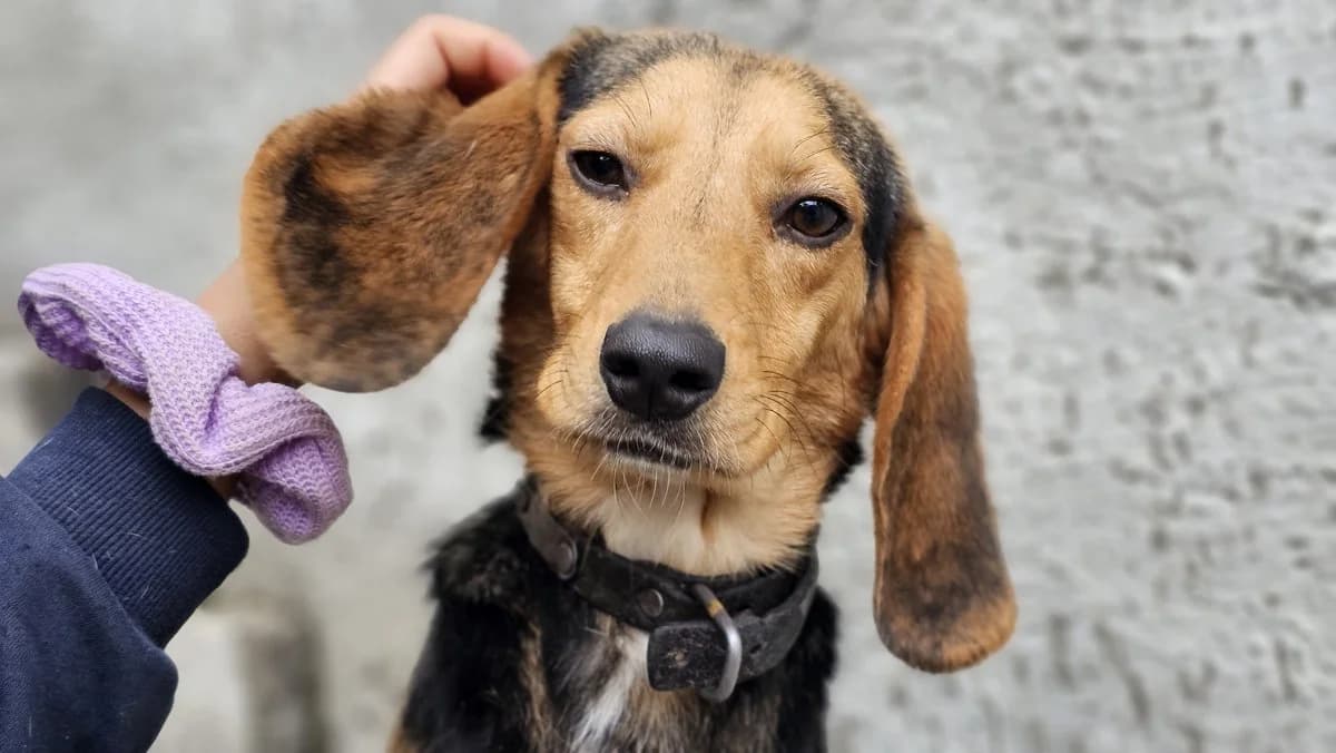 Dominic, male Mixed Breed for adoption at Save a Greek Stray, Metsovo — photo 6 of 28