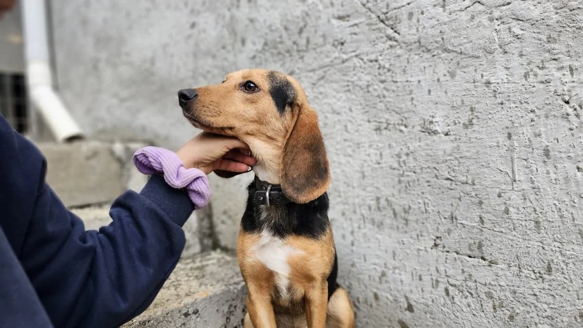 Dominic, male Mixed Breed for adoption at Save a Greek Stray, Metsovo — photo 7 of 28
