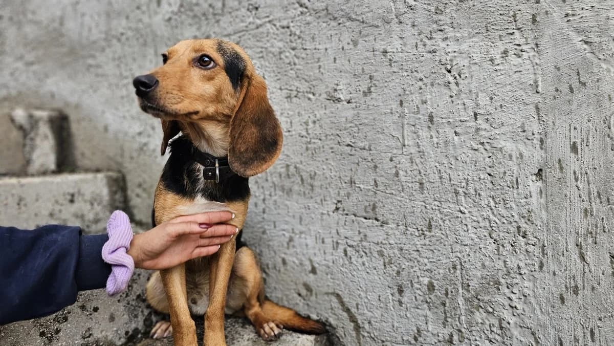 Dominic, male Mixed Breed for adoption at Save a Greek Stray, Metsovo — photo 8 of 28