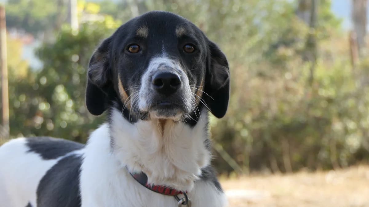 Elvis, male Mixed Breed for adoption at Save a Greek Stray, Metsovo