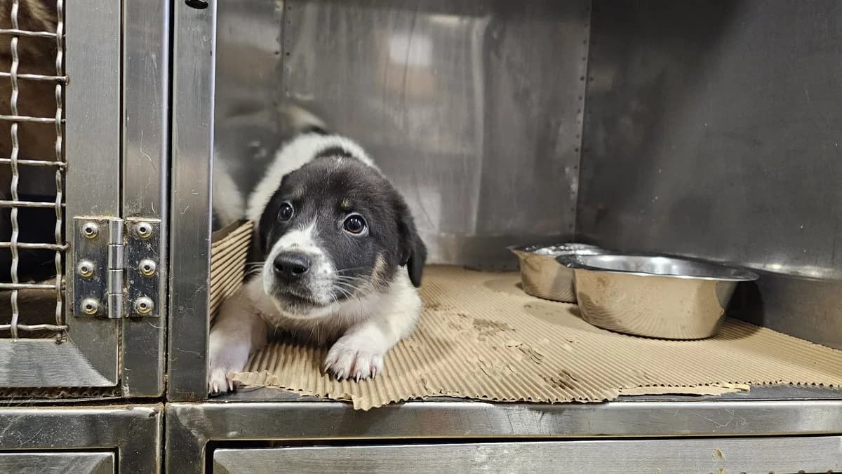 Elvis, male Mixed Breed for adoption at Save a Greek Stray, Metsovo — photo 3 of 60