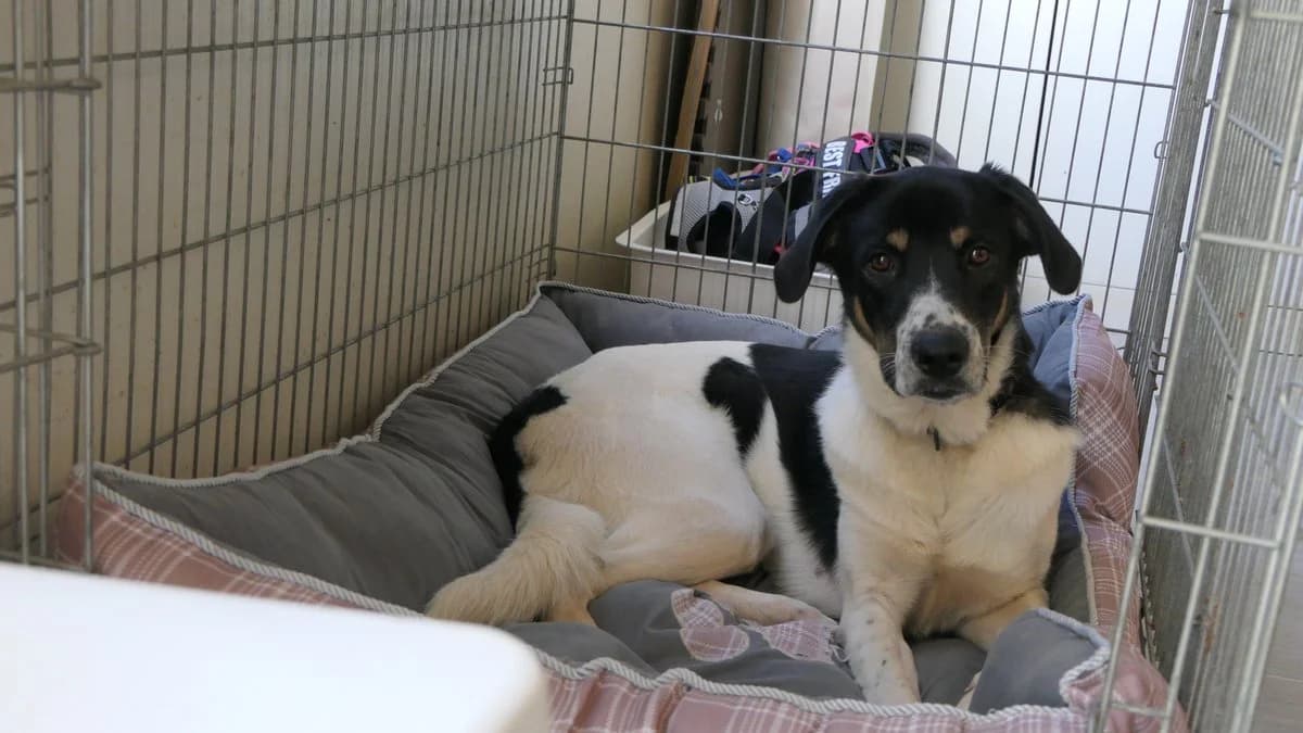 Elvis, male Mixed Breed for adoption at Save a Greek Stray, Metsovo — photo 4 of 60