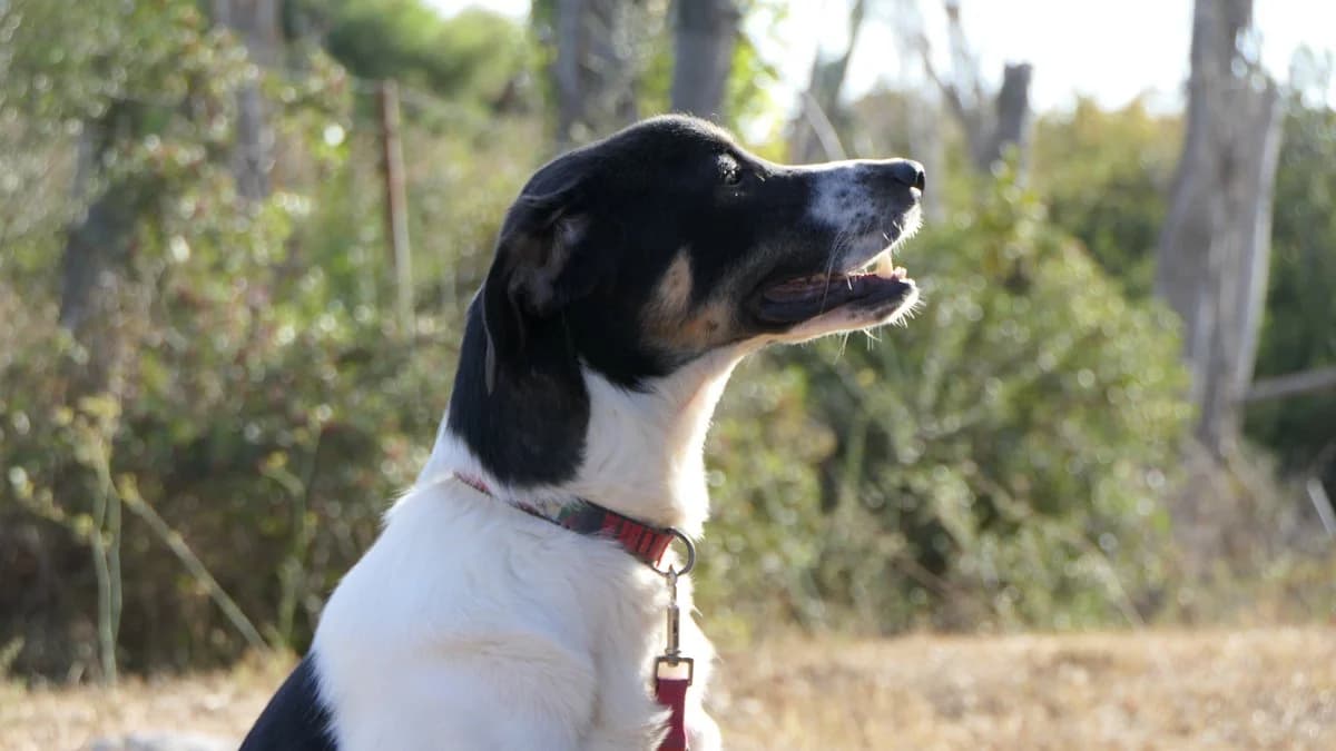 Elvis, male Mixed Breed for adoption at Save a Greek Stray, Metsovo — photo 5 of 60