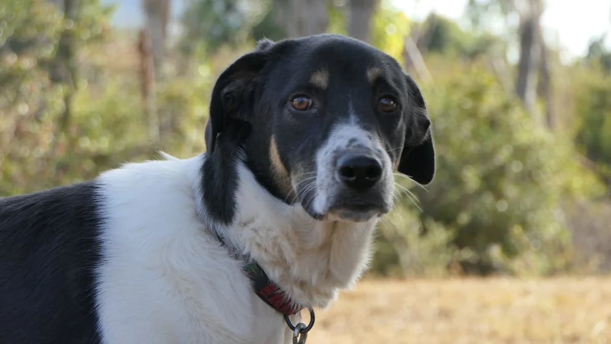 Elvis, male Mixed Breed for adoption at Save a Greek Stray, Metsovo — photo 6 of 60