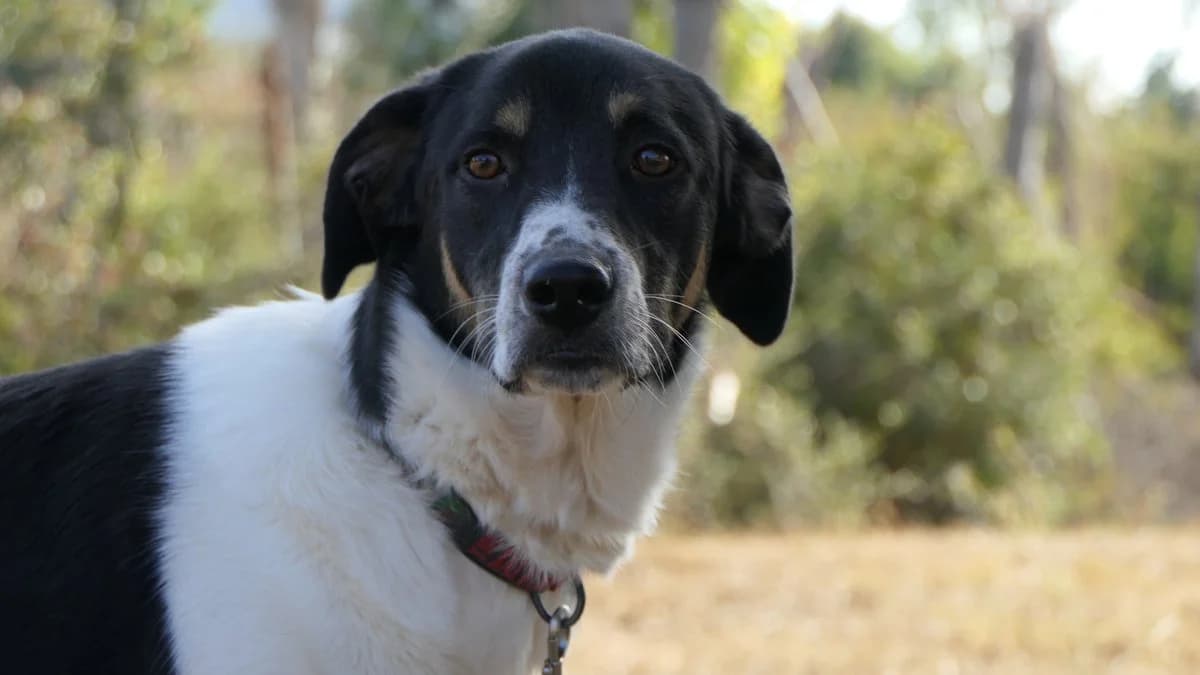 Elvis, male Mixed Breed for adoption at Save a Greek Stray, Metsovo — photo 7 of 60