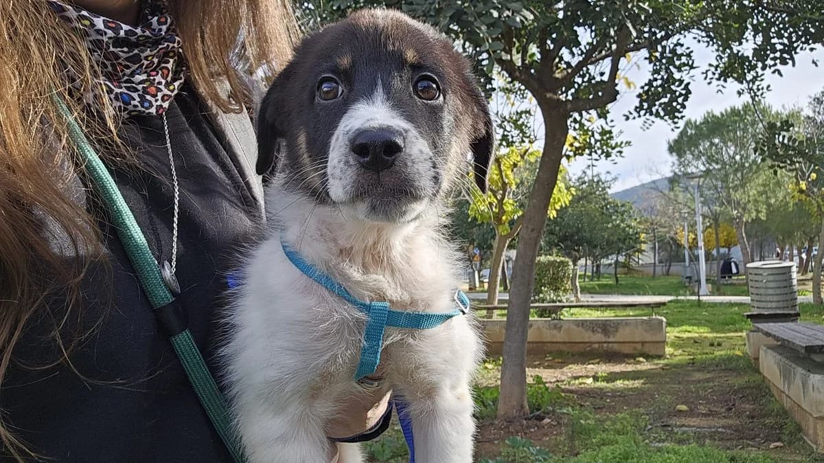 Elvis, male Mixed Breed for adoption at Save a Greek Stray, Metsovo — photo 8 of 60