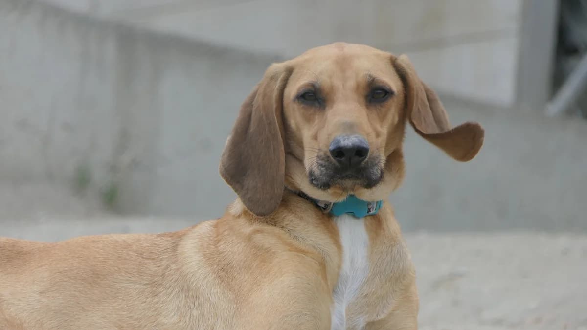 Torino, Mixed Breed (Save a Greek Stray)