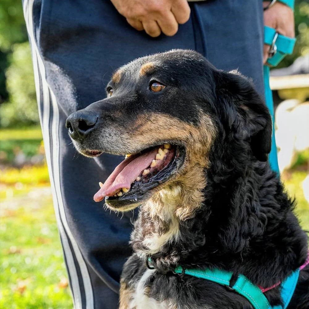 Rigas, male 5yo Mixed Breed for adoption at Save a Greek Stray, Metsovo